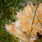 Slime mold