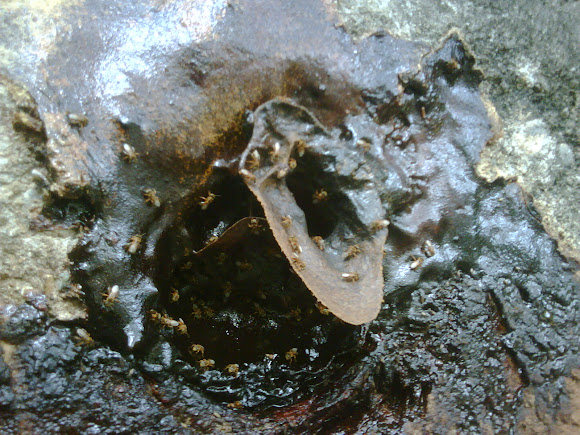 Spotting Image 1