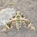 Oleander Hawk-moth