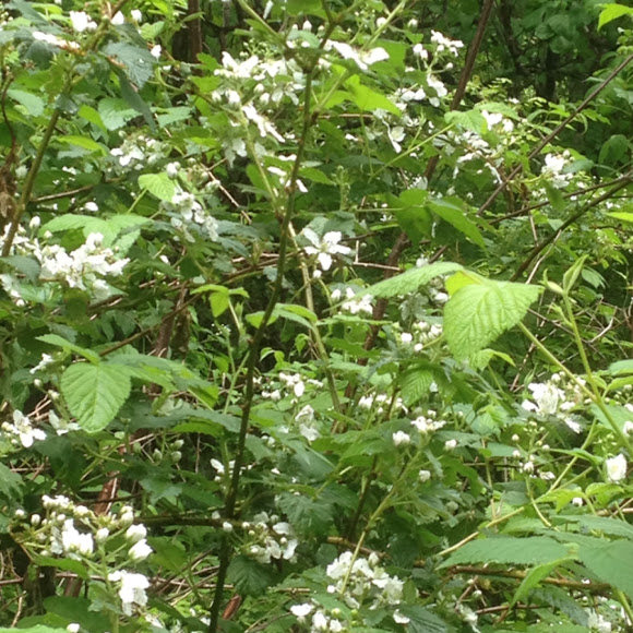 Spotting Image 1