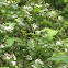 Wild blackberry