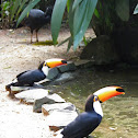 Toco Toucan