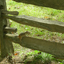 Eastern Chipmunk