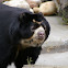 Spectacled Bear