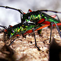 Long horned beetle