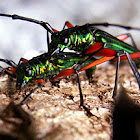 Long horned beetle
