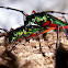 Long horned beetle