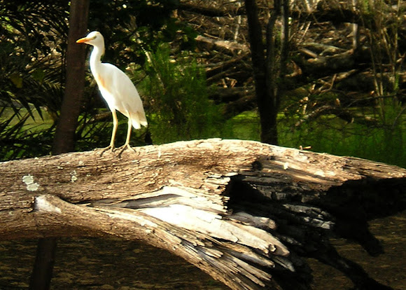 Spotting Image 1