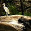 Cattle Egret