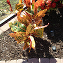 Croton