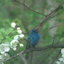 Indigo Bunting