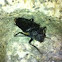 Beetle