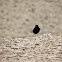 Black Wheatear
