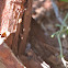 Rose bark