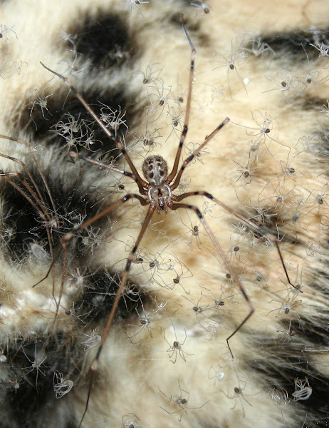 Artema atlanta (Giant Daddy-long-legs Spider) in Kihei, Maui