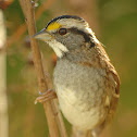 White-throated Sparrow