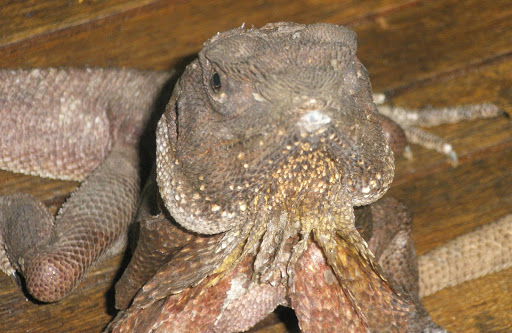 Austrlian Frilled Neck Lizsard