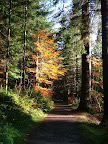 Autumn in Highland Perthshire