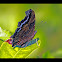 Blue Admiral
