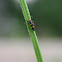 Spotted lady beetle