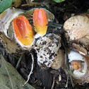 stinkhorn egg