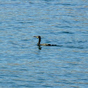 European Shag