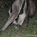 oso palmero