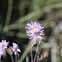 Purple Aster