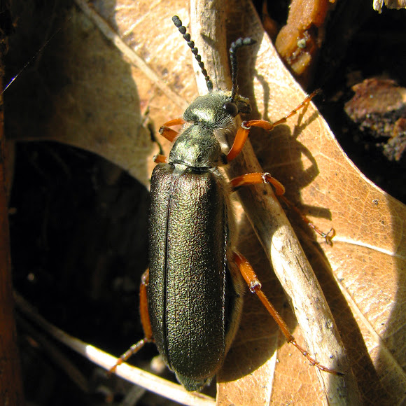 Spotting Image 1