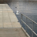 Snowy Egret