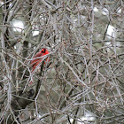 Northern Cardinal