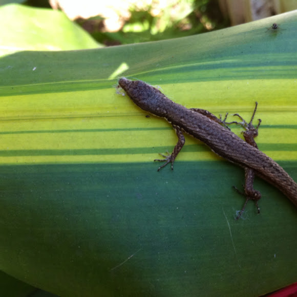 Spotting Image 1