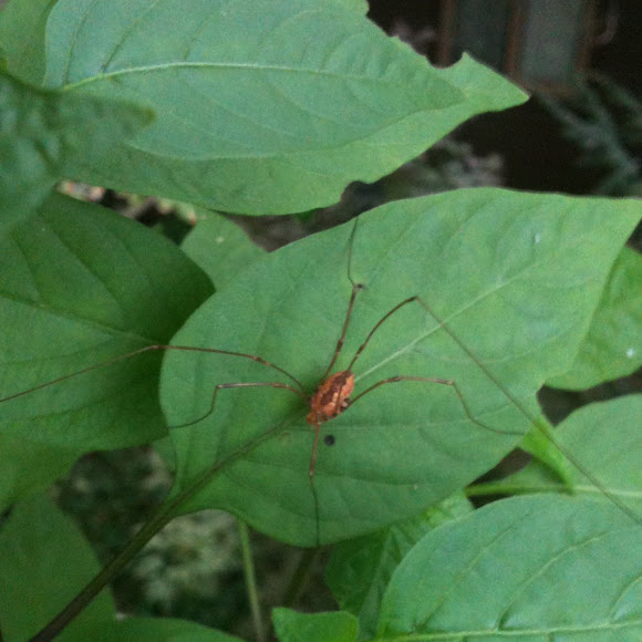 Spotting Image 1