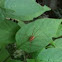 Harvestman
