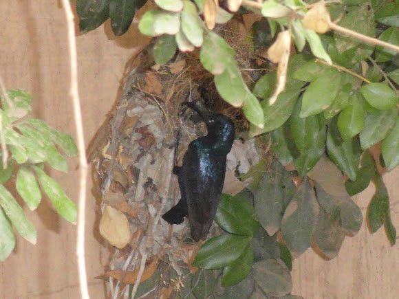 Spotting Image 1