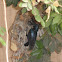 Purple sunbird (male)