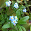 Forget-me-nots