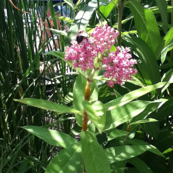Spotting Image 1