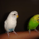 Parakeets