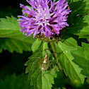 lynx spider