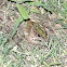Southern Leopard Frog