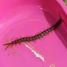 centipede