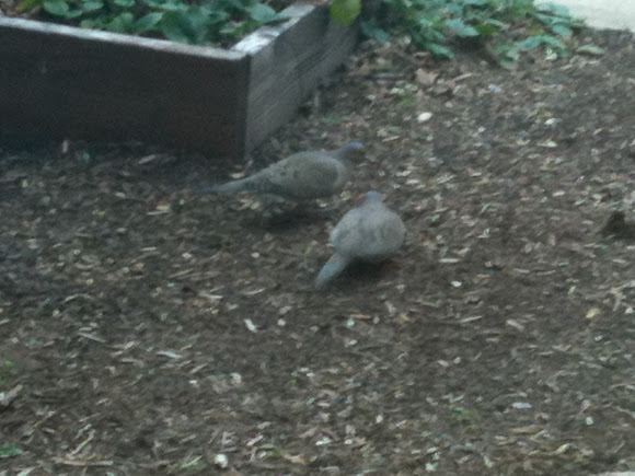 Spotting Image 1