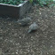 Mourning Dove