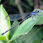 Blue Dancer