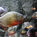 Red-bellied Piranha