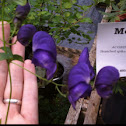 Monkshood