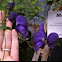 Monkshood