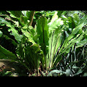 Bird's Nest Fern