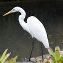 Great Egret
